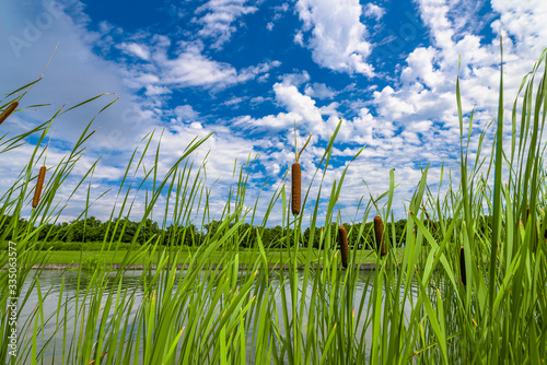 Bulrush, cattails and reeds at pond in green beautiful park. Typha latifolia