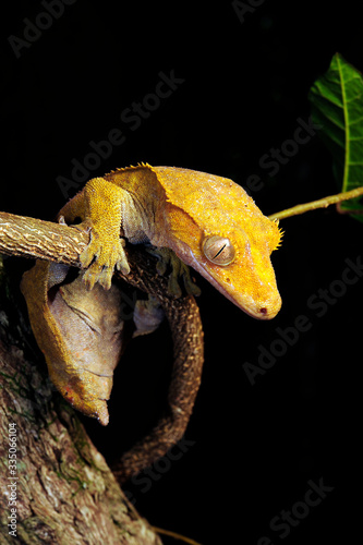 Crested gecko / Neukaledonischer Kronengecko (Correlophus ciliatus / Rhacodactylus ciliatus) - Île des Pins, New Caledonia / Neukaledonien 