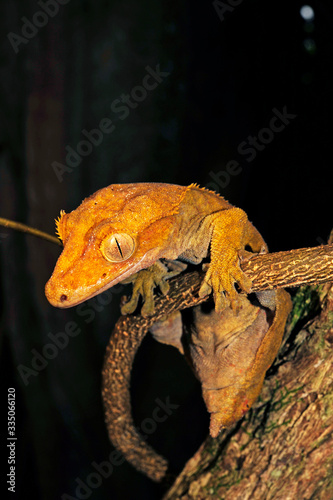 Neukaledonischer Kronengecko (Correlophus ciliatus / Rhacodactylus ciliatus) - Île des Pins, Neukaledonien - Crested gecko from Île des Pins in New Caledonia 