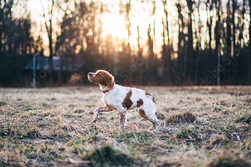 Brittany (dog) name Belka