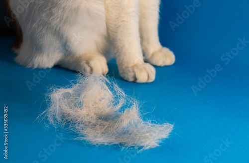 a large shred of cat fur during molting against the background of the paws of a white cat