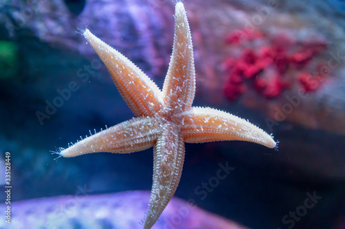 Close up of Common starfish or sea star, Asterias rubens, on the glass of an aquarium tank