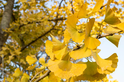Ginkgo biloba tree and yellow leaves. Photographed on a sunny day. Close up.