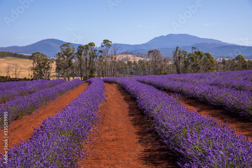 field of lavender