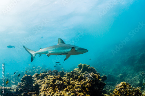Grey reef sharks swimming over hard coral reef