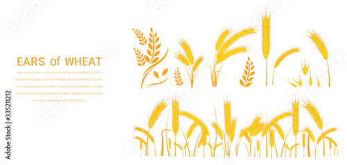 Set of wheat yellow ripe spikelets and grains of wheat flat vector illustration isolated on white background.Illustration EPS 10.