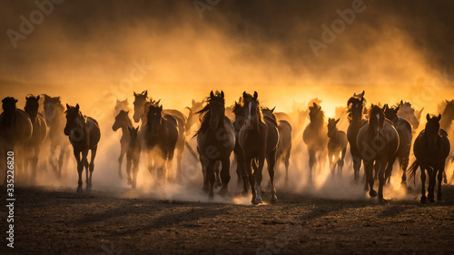 Free horses, left to nature at sunset. Cappadocia, Turkey