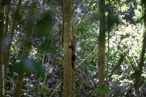 Coati z okolic Iguazu.