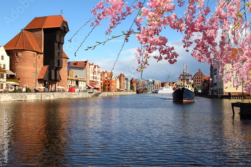 Gdansk city, Poland. Cherry blossoms spring time.