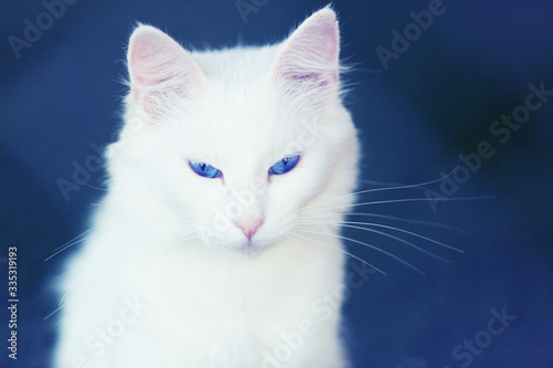 Cat breed Turkish Van. Snow-white cat with blue eyes on a blue background. Rare thoroughbred kitten. Fluffy white cat. Close-up portrait of Turkish Van