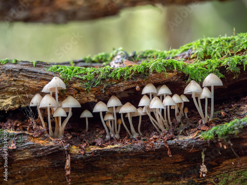 White Mushroom / Fungi in Wood Bonnet Fungi in Wood