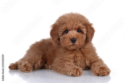 Cute little poodle puppy on a white background