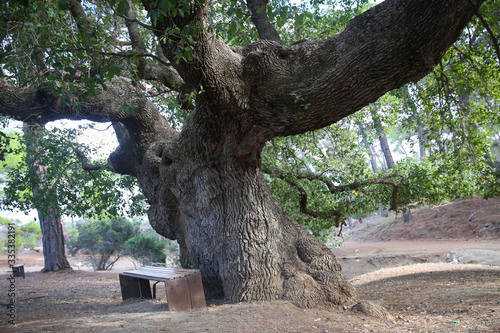 Ancient oak tree in Troodos in Cyprus. Under the oak tree a wooden bench. Cyprus Nature Reserve.