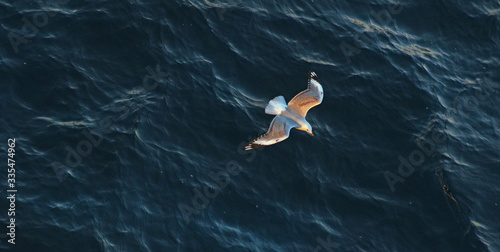 gull flying over water, view from above