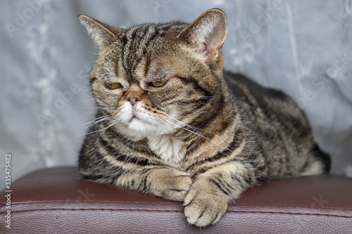 つまらない表情の猫アメリカンショートヘア.Cat American Shorthair with boring expression.