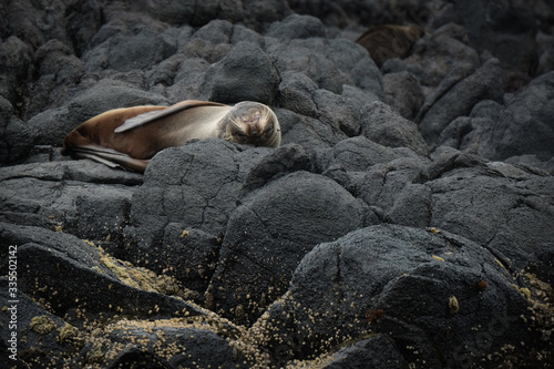 Royal Albatross Centre, Otago, Dunedin, New Zealand - January 10, 2019 : Fur seal taking a nap on its back on the rocks below the Albatross Centre