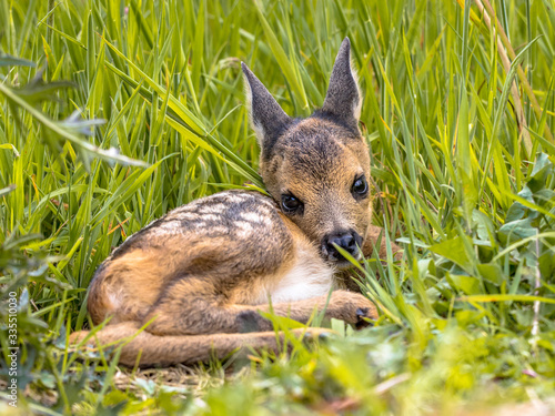 Baby roe deer