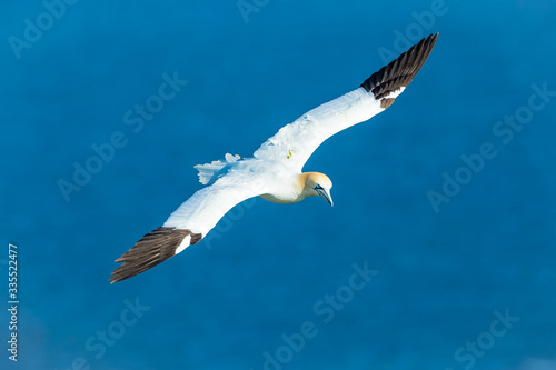 Gannet, Northern Gannet (Scientific name: Morus Bassanus) flying above the blue sea at Bempton Cliffs, North Yorkshire. Wide wingspan and head raised. Horizontal. Space for copy.