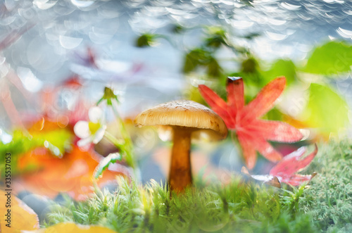 Forest plants and mushrooms in autumn, macro. Selective focus