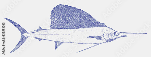 Indo-pacific sailfish, istiophorus platypterus, a fish from the tropical oceans in side view