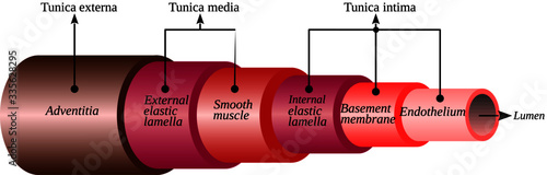 In general, the blood vessel wall has three layers, which are named from outside to inside how: tunica externa, tunica media and tunica intima. This is the best vector to illustrate the vessel wall