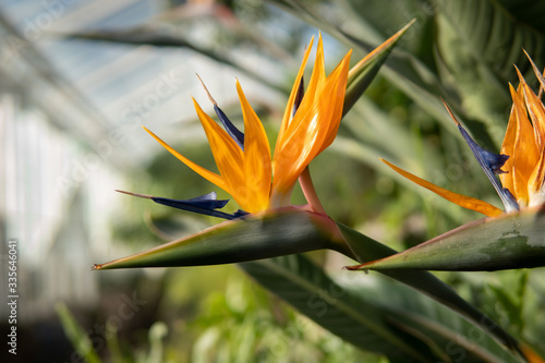 Strelitzia - bird of paradise