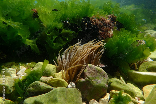  Anemone under water in Croatia