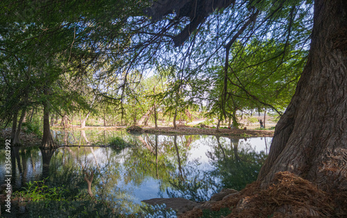 arbol de sabino a a orilla de un lago