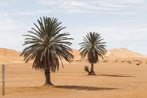 Beautiful desert landscape with sand dunes and two palm trees. Travel in Morocco, Sahara, Merzouga. Nature background.