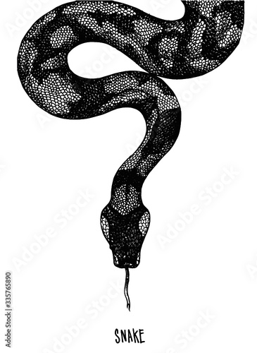 snake on a white background