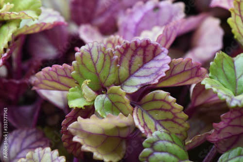 Plectranthus verticillatus Swedish ivy or begonia whorled plectranthus crass plant widely cultivated indoors for its fleshy and evergreen leaves with dark red venation