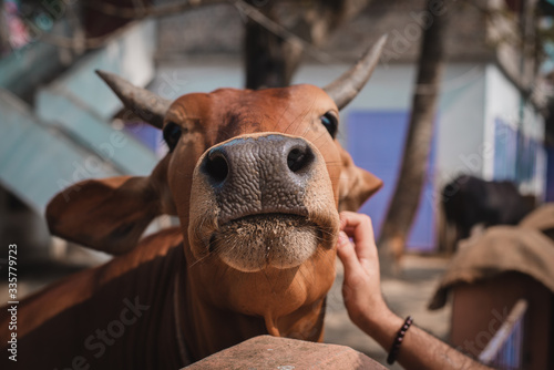 Cow portrait