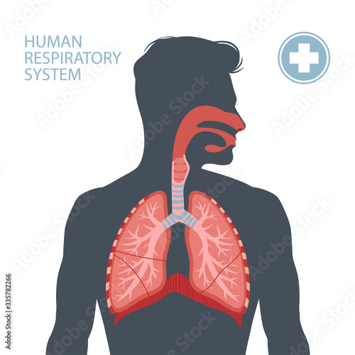 Human respiratory system