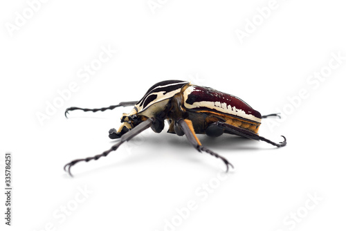 The African Goliath Beetles isolated on white background