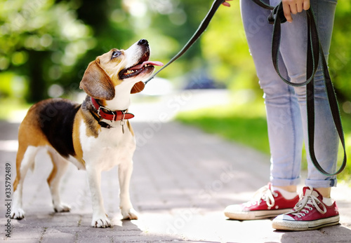 Obedient Beagle dog with his owner. Walking of pets.