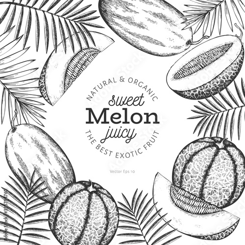 Whole melon and a pieces of melon design template. Hand drawn vector exotic fruit illustration. Engraved style fruit banner. Retro botanical frame.