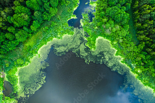 Flying above blooming algae on the lake in summer
