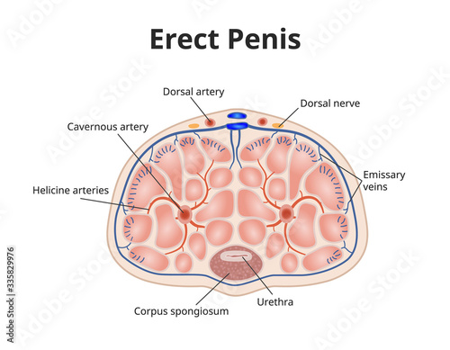 Erect penis anatomy. Illustration of male erection physiology