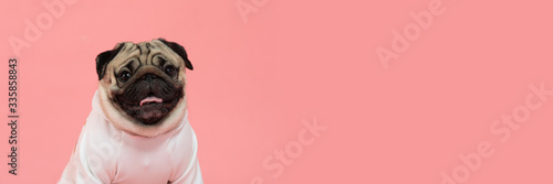 Banner of Happy Dog smile on pink background,Cute Puppy pug breed happiness on sweet color,Purebred Dog Concept