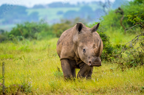 Portrait of an African white Rhinoceros or Rhino or Ceratotherium simum also know as Square lipped Rhinoceros in a South African game reserve