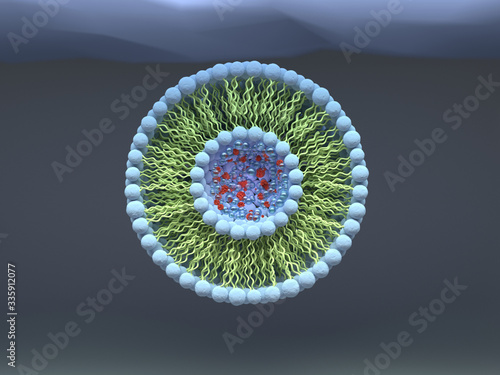 Structure of liposome, phospholipid, micelle, 3d render illustration