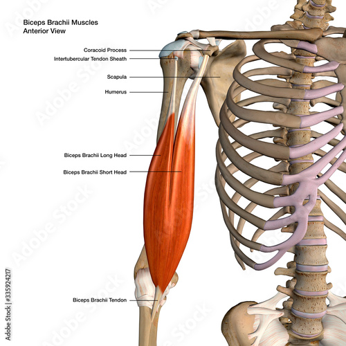 Biceps Brachii Muscles Isolated in Anterior View Labeled Anatomy on White Background