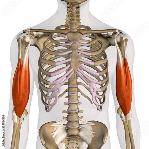 Biceps Brachii Muscles Isolated in Anterior View Anatomy on White Background