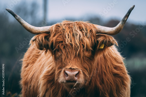 Highland cow doing his thing