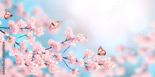 Horizontal spring banner with sakura flowers and three butterflies