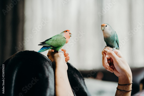 Woman liviing with Lovebird on hand with in livingroom.