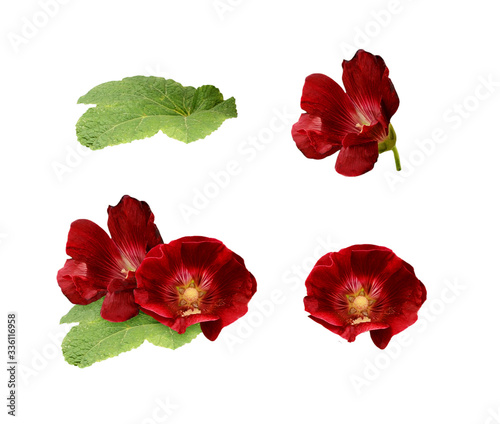 Set of mallow flowers and leaf