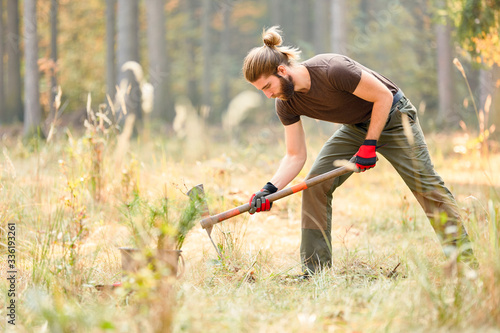 Forest worker is digging a hole for the tree seedling