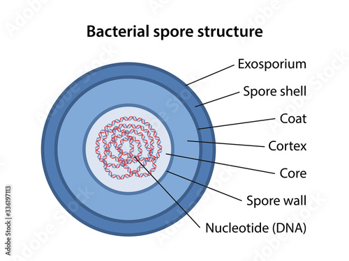 Bacterial spore structure with corresponding designations. Microbiology. Vector illustration in flat style isolated over white background.