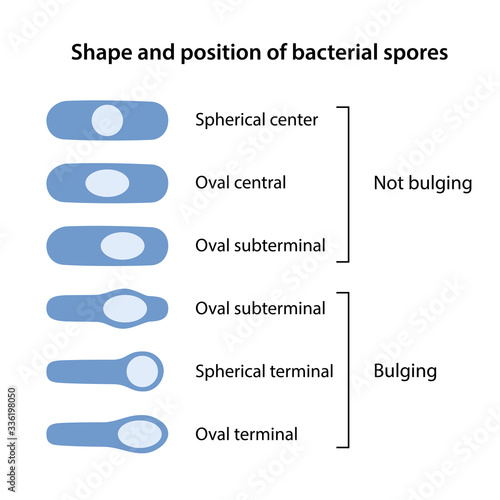 Shape and position of bacterial spores. The shapes of bacillus spores: spherical and oval. The position of bacillus spores: central, terminal, subterminal. Vector illustration in flat style